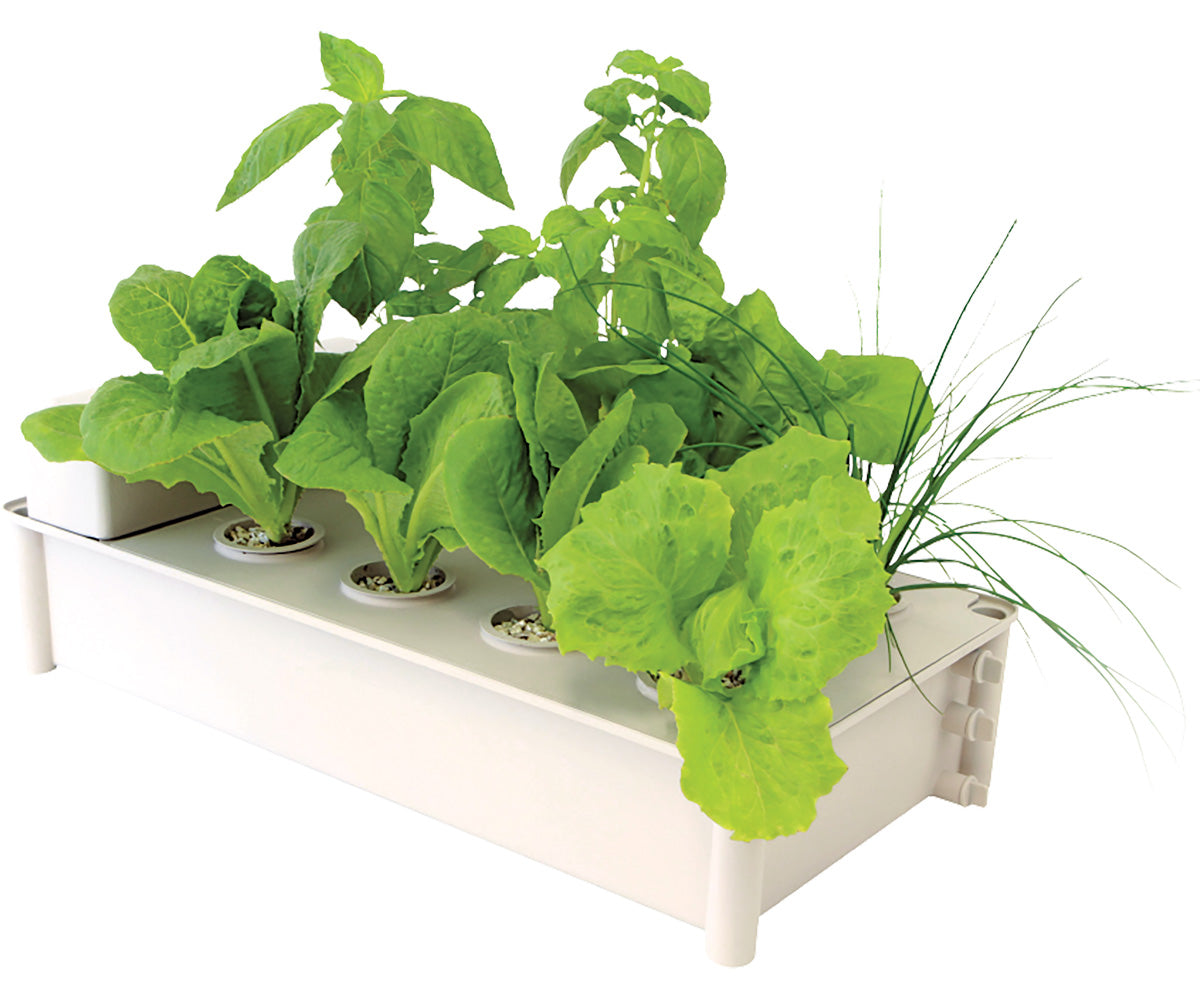 Salad Box Hydroponic Salad Garden Kit (4/cs)