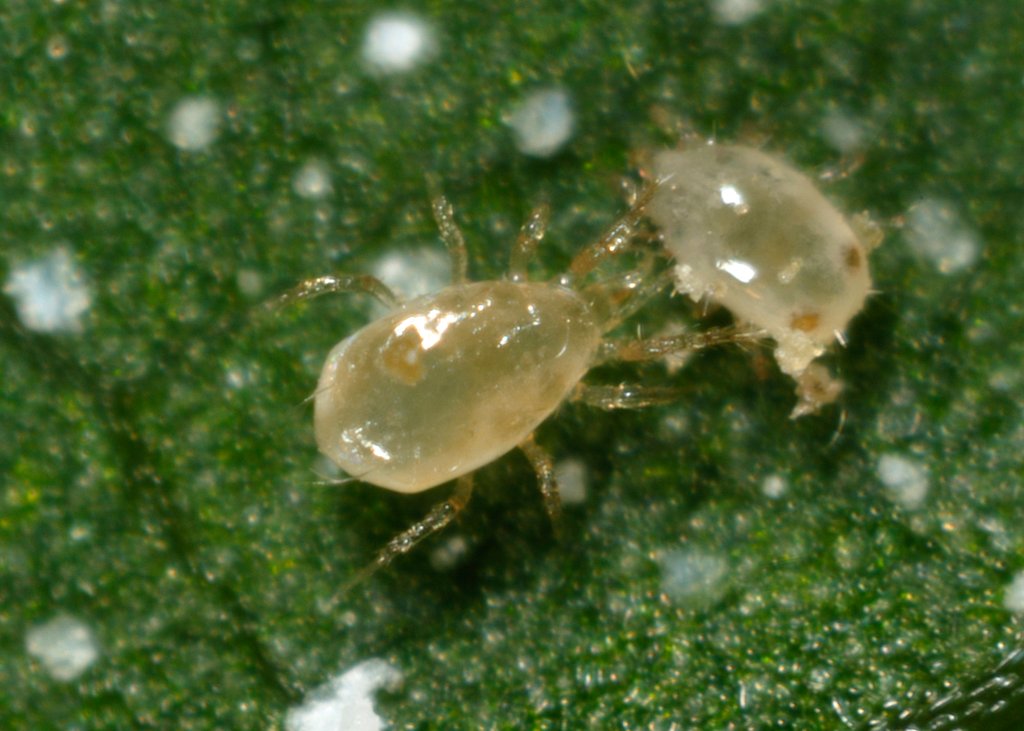 Amblyseius swirskii Sachets (destroys mites, thrips and more)