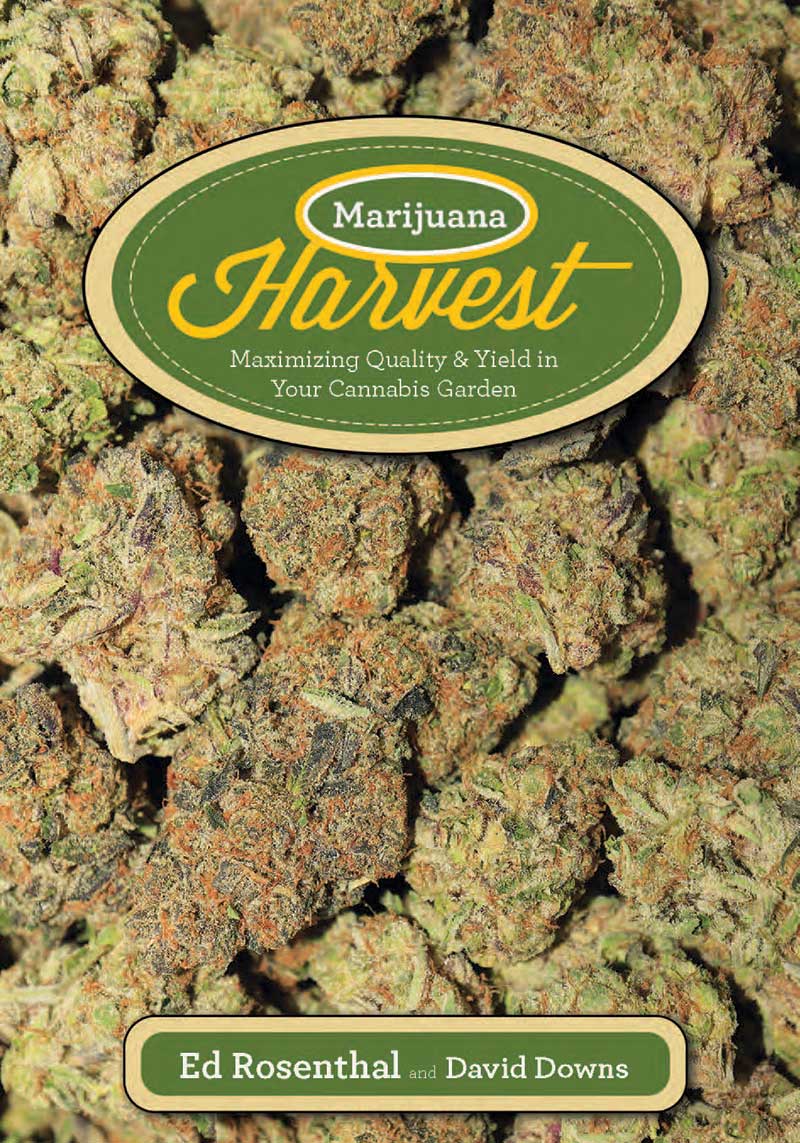 Marijuana Harvest - Maximizing Quality & Yield in your Cannabis Garden