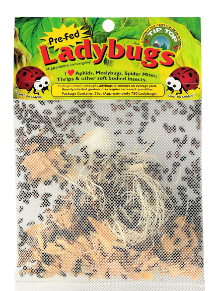 Ladybugs - 750, “PreFed" Adults in Retail Paper Cup